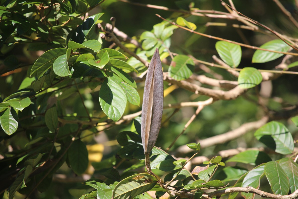 Spathodea campanulata P.Beauv.